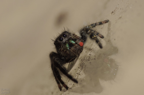 So, for Save a Spider Day on March 14th - I saved a spider.  This is a local Phidippus audax who was