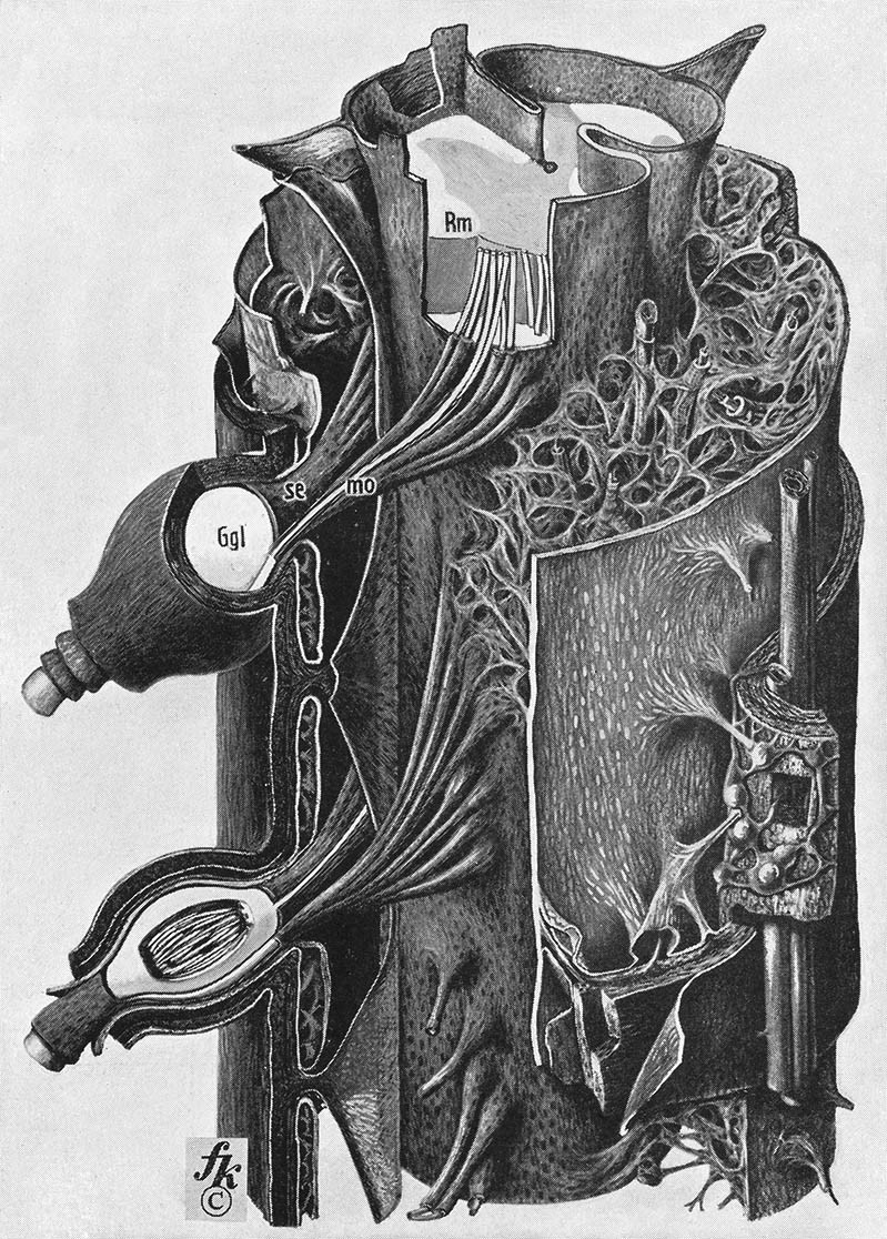 mucholderthen:  Fritz Kahn lithographs The depths of a wound, 1943 The Mammary Gland,
