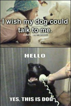 meme-spot:  Hello, this is dog