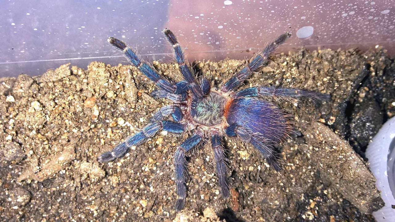 Tom S Big Spiders Dolichothele Diamantinensis Brazilian Blue