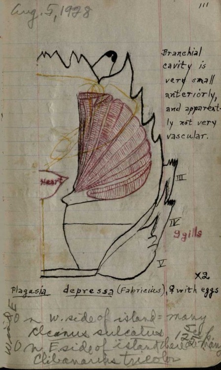 Drawings of sea life from the field notebooks of Arthur Sperry Pearse, zoology professor and the fir