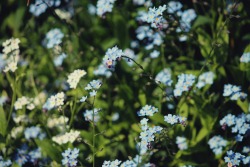 zocher:  forget-me-not in white and blue