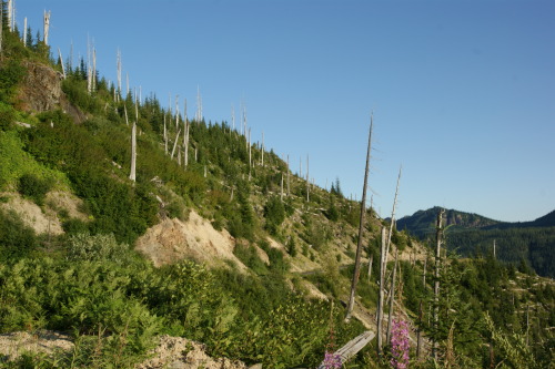 On the May 18th anniversary of St. Helens blowing her top.It’s amazing to see the recovery, but sign