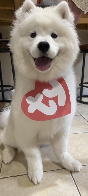 samoyeds-overload: inline reddit: samoyeds