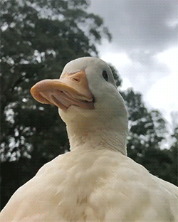 Hey 