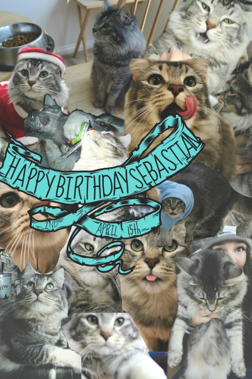 patientlights:  It’s Sebastians 2nd birthday today, and I know it may seem a little weird to celebrate a kitties birthday but he is literally the only thing I have ever loved more than myself. I know that seems a little self centered but I’m completely