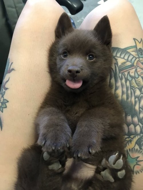 protect-and-love-animals:Look this baby wolf