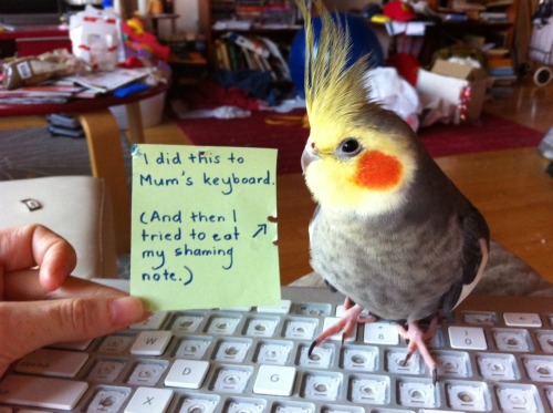 avianawareness: YES! Bird shaming! I need to make one regarding Piko searching for my cellphone to f