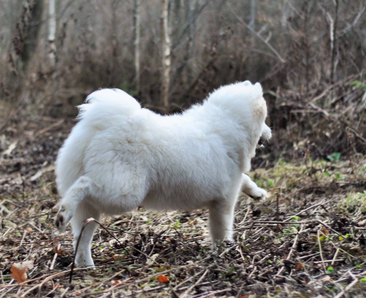 lifeofsamoyeds:  Sonya is my little energiser - she always needs to move)