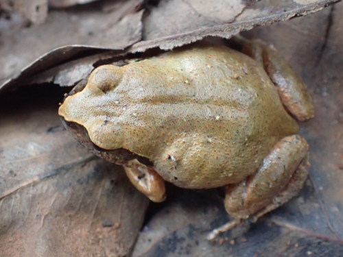 Examine the digits of the common squeaker [Arthroleptis stenodactylus], a species native to Sub-Saha