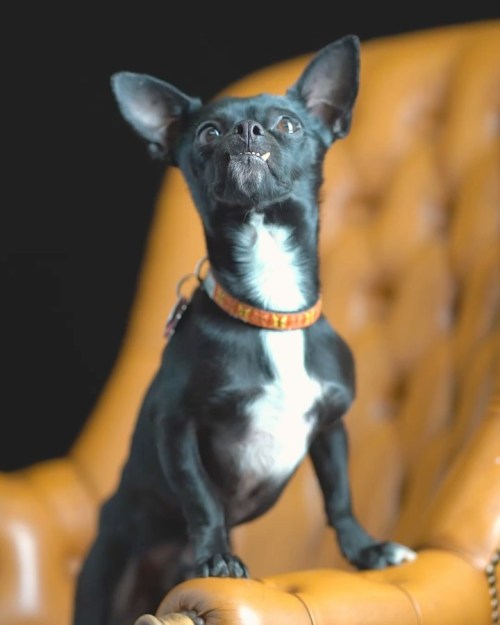 Jack-Jack and Iggy were nice enough to let me test some video portraits as these cinemagraph videos.