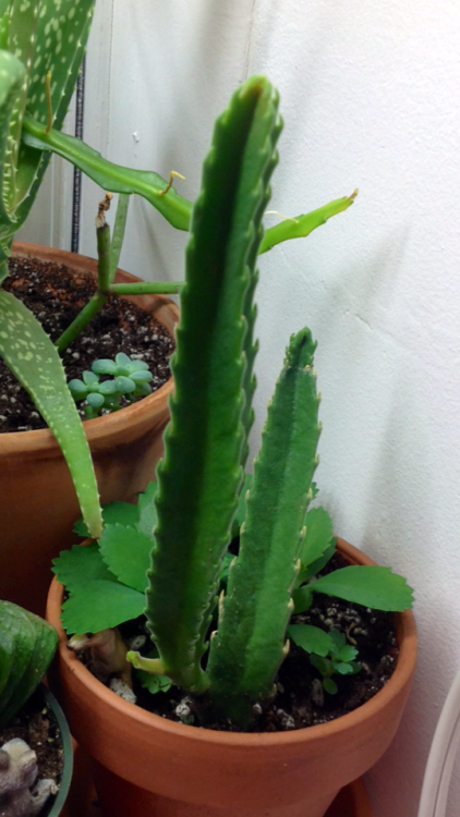 My Stapelia began as a single branch cutting given to me at a meeting of the New York Cactus &am