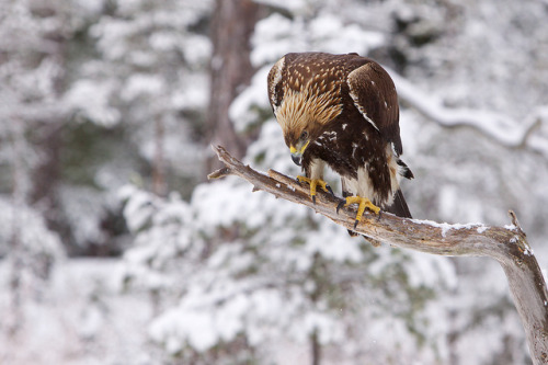 howtoskinatiger: Golden Eagle by Edvard Wendelin on Flickr.