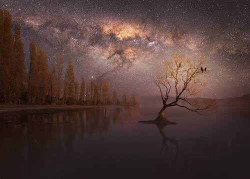 Lone tree under the Milky Way in Wanaka, New Zealand