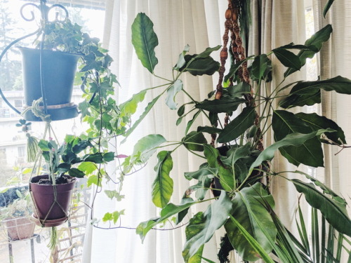 Most of the plants on my balcony have gone dormant for the winter and it’s too cold to go out 