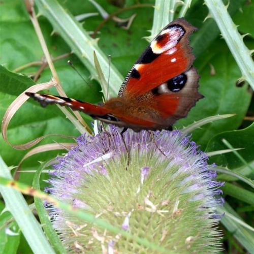 Peacock Butterfly on Teasel at Wheldrake Ings, North Yorkshire. England.