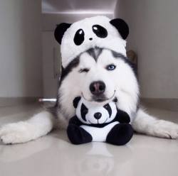 trasemc:  This husky is cute@maruhusky