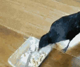 transetheralscritta:  fallingoutlasvegas:  tear-down-thewall:  xrizeis:  a crow is a mother  omg too cute  the way the dog so gently takes the treat makes me so happy  <3 