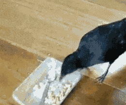 visitamitumblr:  Has visto a un cuervo dando de comer a un gato y a un perro, ya puedes irte.  