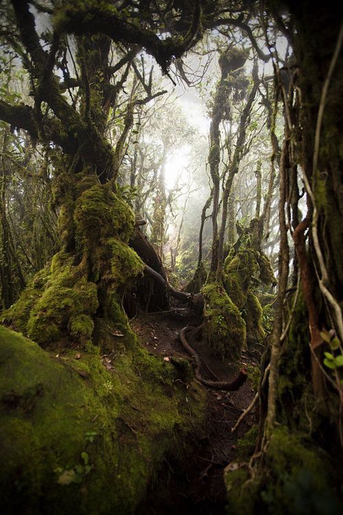 dirtyhippieproductions:  Trees are awesome~ ☮  ❤ ॐ 