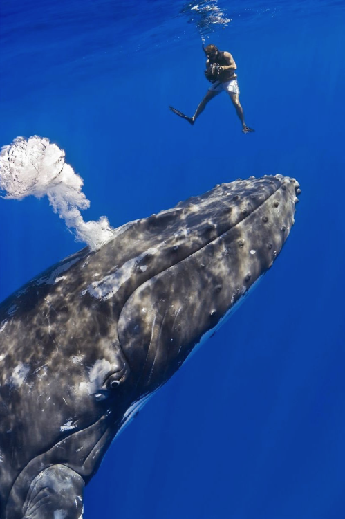 nubbsgalore: swimming with (and photographing) humpbacks whales. as one photographer, who has been s