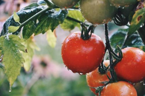  red heaven when it comes to food, try to DIY. What seems scary or difficult at the first glance is 