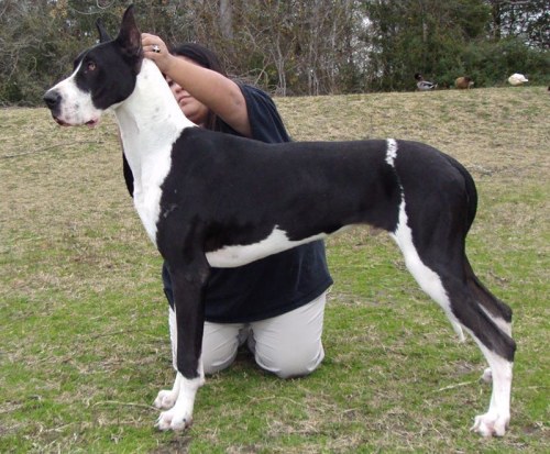 The Great Dane is widely known as one of the largest and tallest of dog breeds but what isn’t as wid