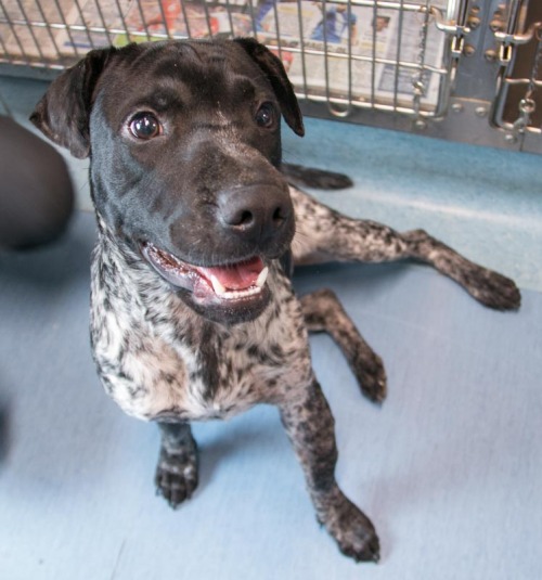 Dog of the DayJoker, from Celia Hammond Animal Trust, London. Click here for more info on adoption o