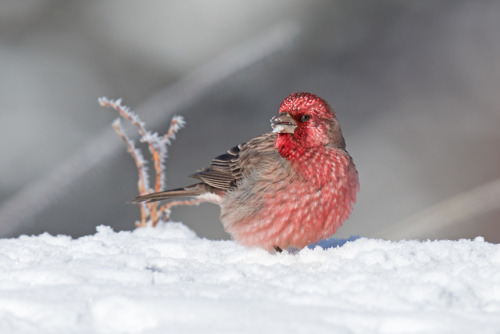 Carpodacus rubicilloides by Henry Koh Known as streaked rosefinch.Polish name: dziwonia ciemnol