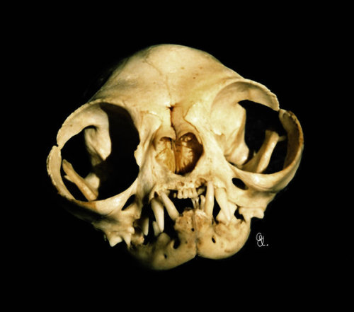 Persian cat skull