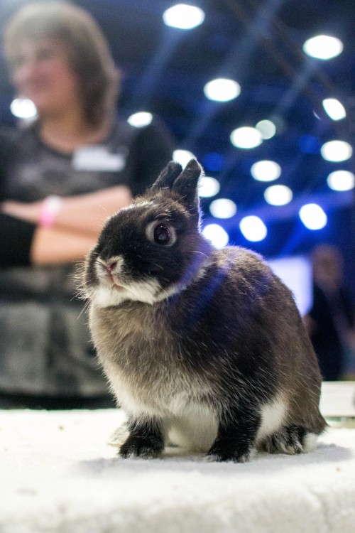 I See That Tumblr Loves Rabbits) I Was A Photographer At A Fluffy Exhibition, So Enjoy It)