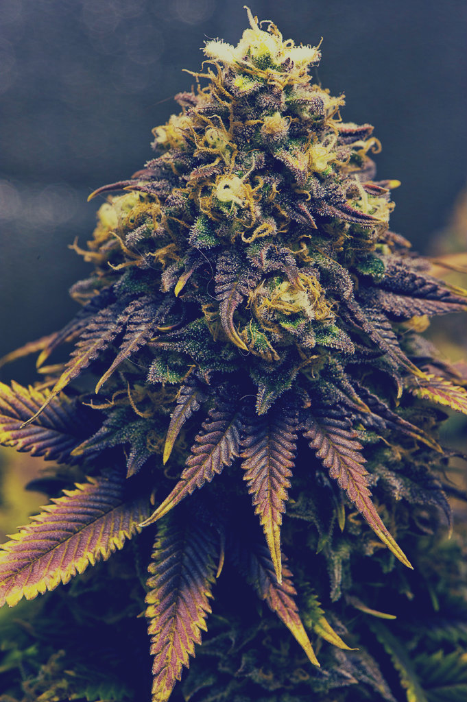 weed-palace:  Grow your own cannabis - Click here