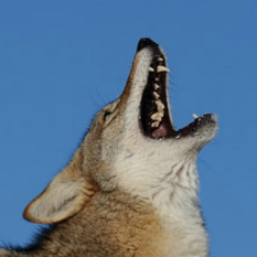 the difference between wolves and coyotes