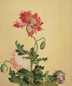 vjeranski:    Lang Shining (郎世寧, 1688–1766), Qing Dynasty (1644–1911)  