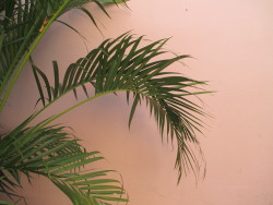 voguesboy:  Pink wall and palm trees 