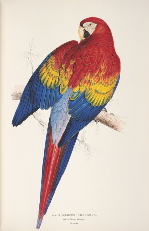 Edwar Lear, study and final artwork for the Red and Yellow Maccaw, 1830. From John Gould’s Illustrat