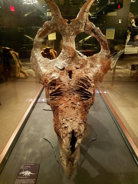 roosaurusrin:Ceratopsians of Bozeman’s Museum of the Rockies. The pictures include a growth series, 