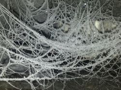 02void:
“frozen spider webs in pittsburgh
”