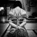 rainybluebirdflower:
