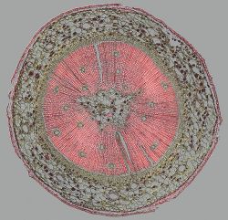 planetvalium:  Stem of Young Pine Tree, Photomicrograph