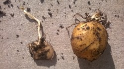 My compost bin is doing SO WELL that my old potatoes/peelings are growing!!