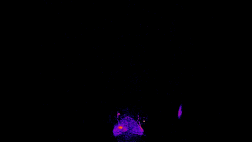sixpenceee:  This one seriously sounds like science fiction: In the GIF above, that tiny purple blip zigging and zagging around is an individual thought of a zebrafish, moving around its brain.Read More