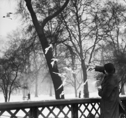  E. O. Hoppé. Feeding birds in Winter. St. James Park, London, c.1929.