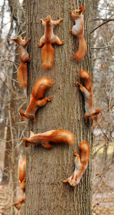 parodybit:once-upon-a-sasss:awesome-picz:Adorable Pics To Celebrate Squirrel Appreciation Day.I thin