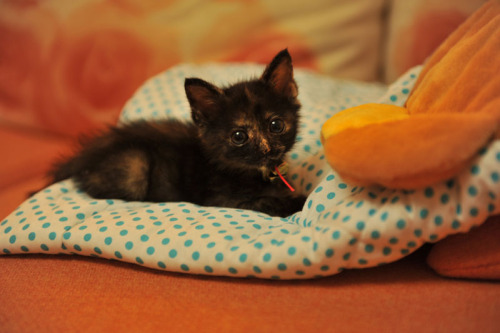 catsbeaversandducks:Chinese Photographer Finds An Adorable Tortie StrayShe’s so tiny and cute!