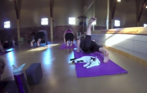 catsbeaversandducks:  Yoga Studio Opens Its Doors To Shelter Cats Hoping To Find A HomeIt’s (obviously) no secret that the company of cats is good for the soul, and that practicing yoga is too. But when the two come together, it’s a match made in