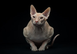 cafeinevitable:  Sphynx Cat (by Sergey Spoyalov)