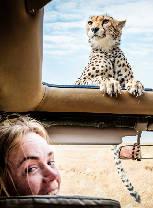 mymodernmet:Photographer Bobby-Jo Clow found herself face-to-face with a cheetah cub who approache