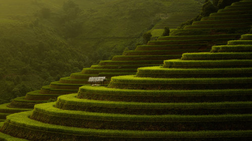 Rice Terraces