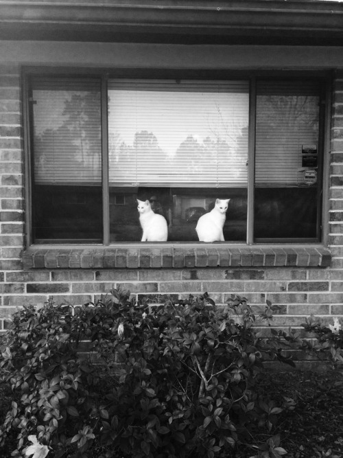 Window guards